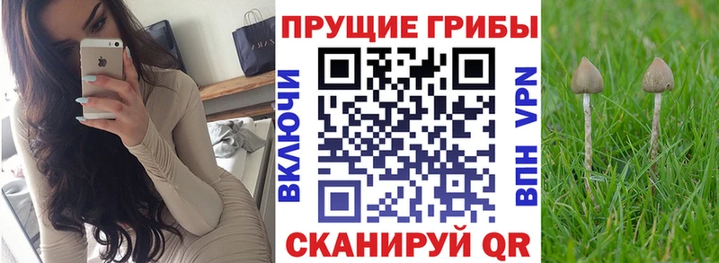Галлюциногенные грибы Psilocybine cubensis  Невьянск 